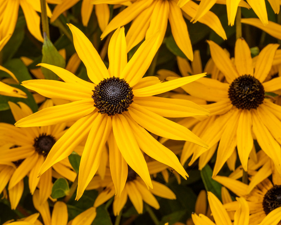 Rudbeckia 'Goldsturm'