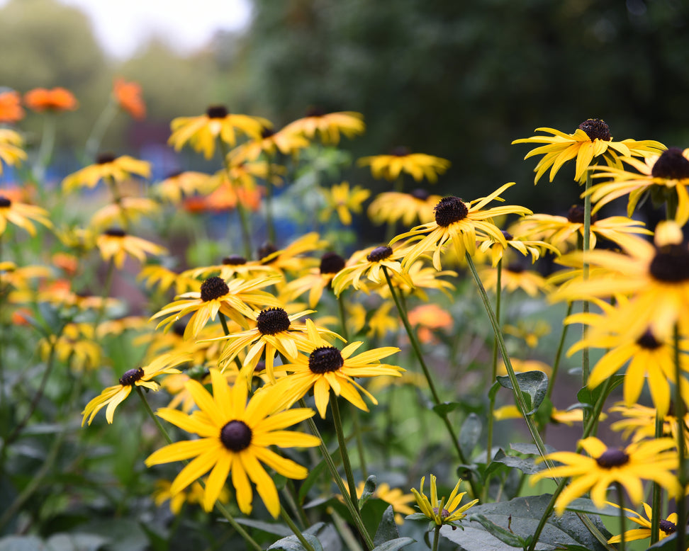 Rudbeckia 'Goldsturm'