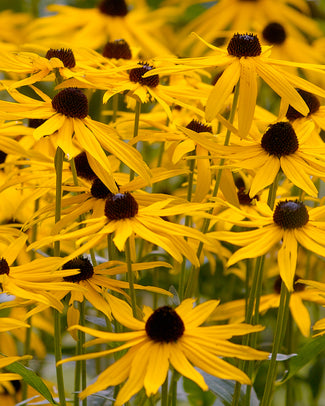 Rudbeckia 'Goldsturm' Rudbeckia 'Goldsturm'