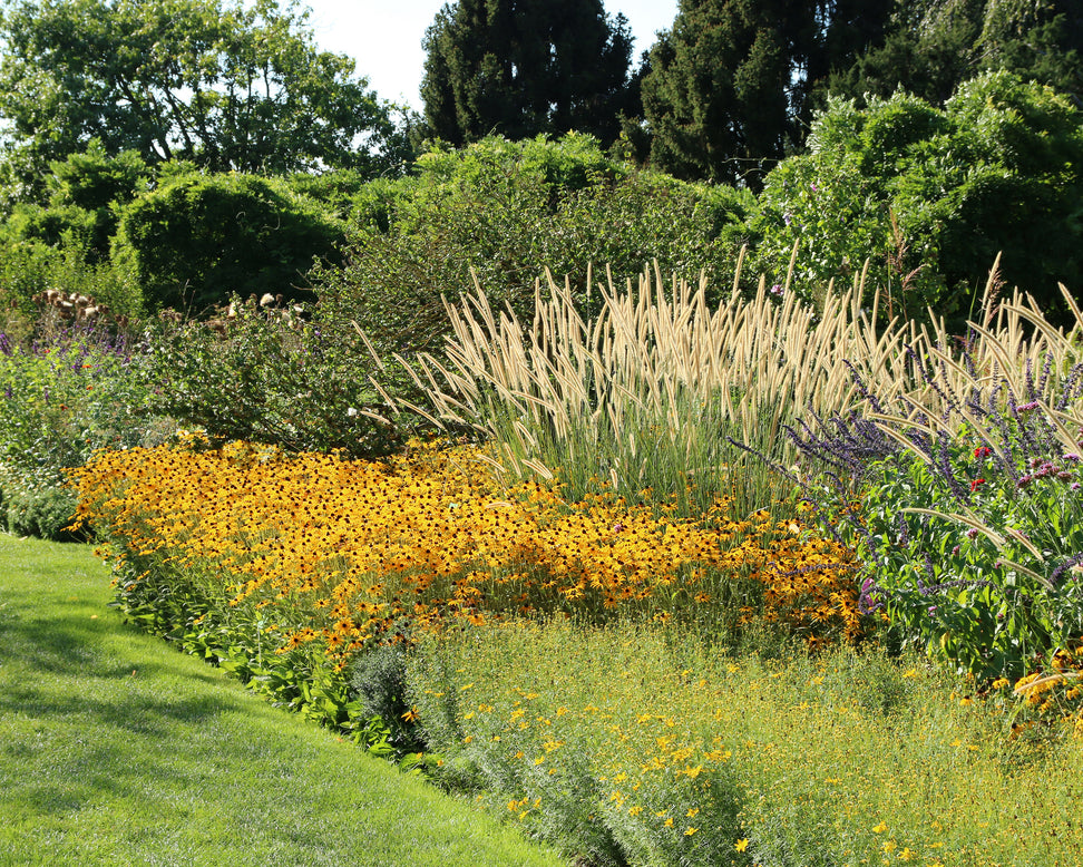 Rudbeckia 'Goldsturm'