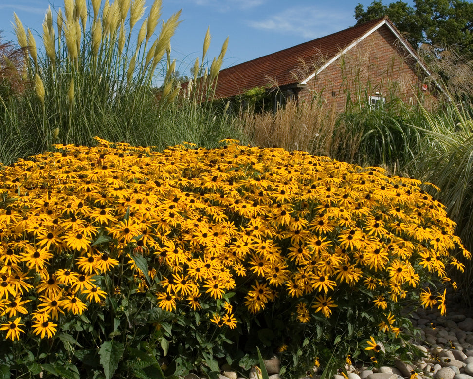 Rudbeckia 'Goldsturm'