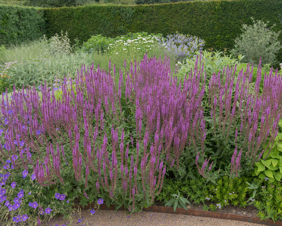 Salvia 'Amethyst'
