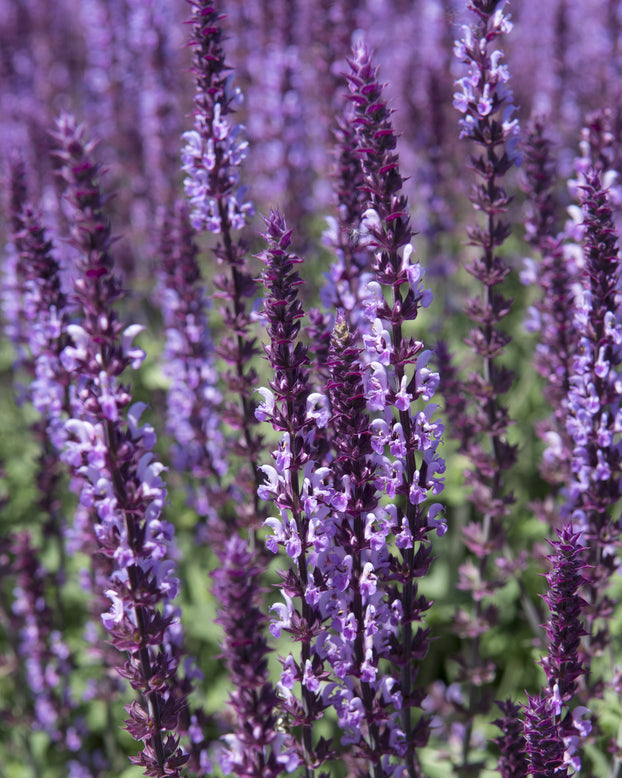 Salvia 'Amethyst'