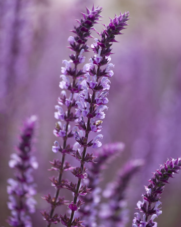 Salvia 'Amethyst'