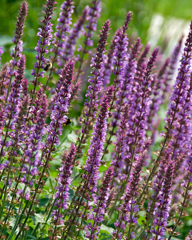 Salvia 'Amethyst'