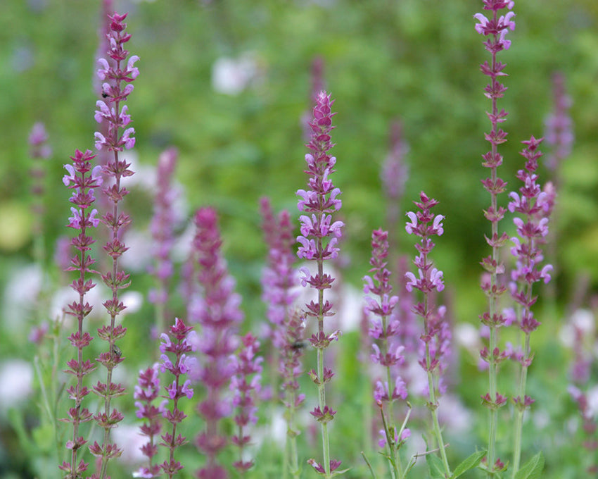 Salvia 'Amethyst'