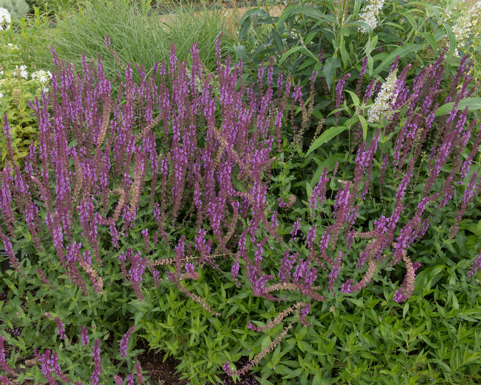 Salvia 'Amethyst'