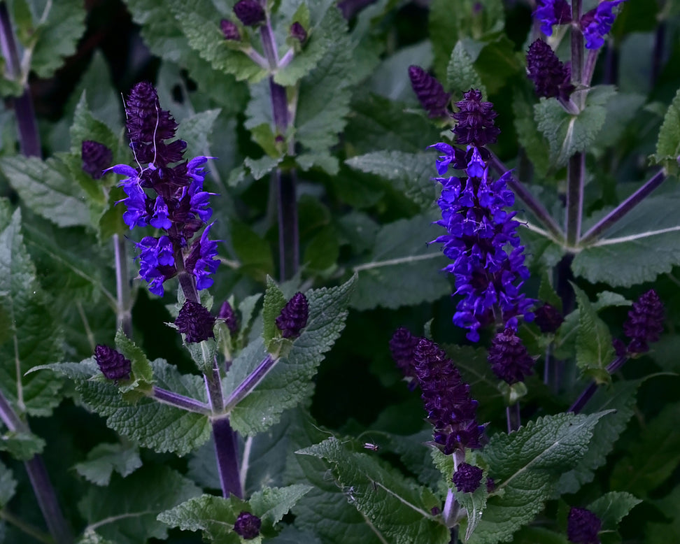 Salvia 'Dark Night'
