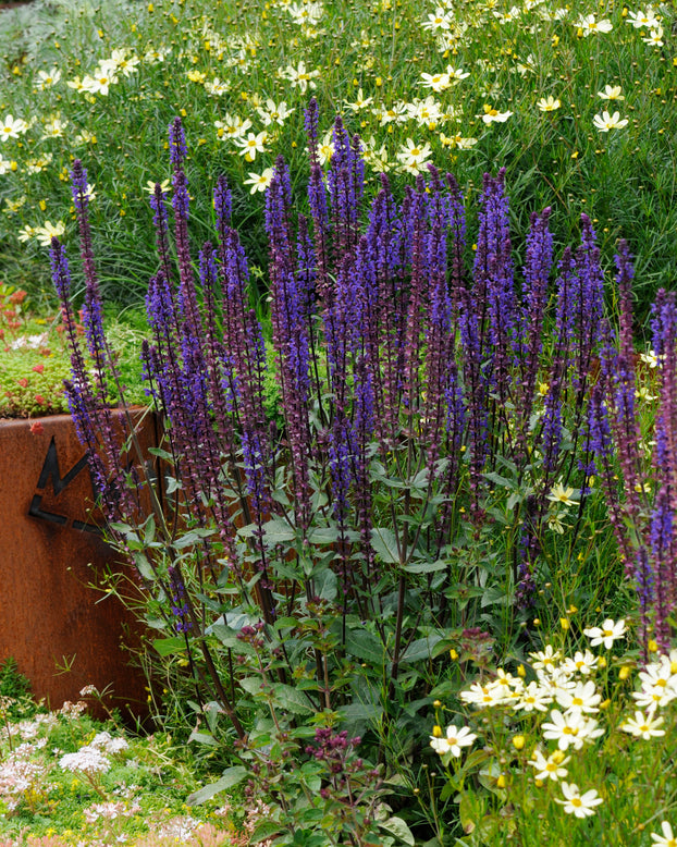 Salvia 'Caradonna'