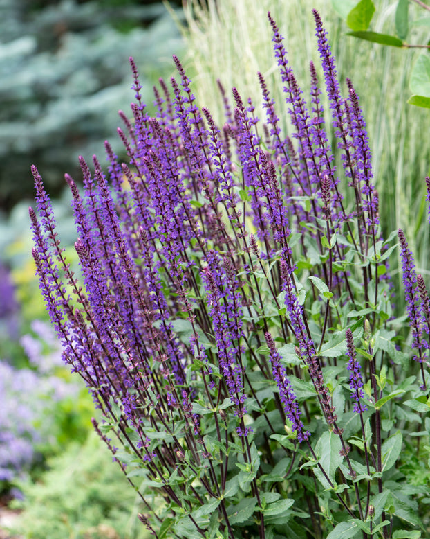 Salvia 'Caradonna'