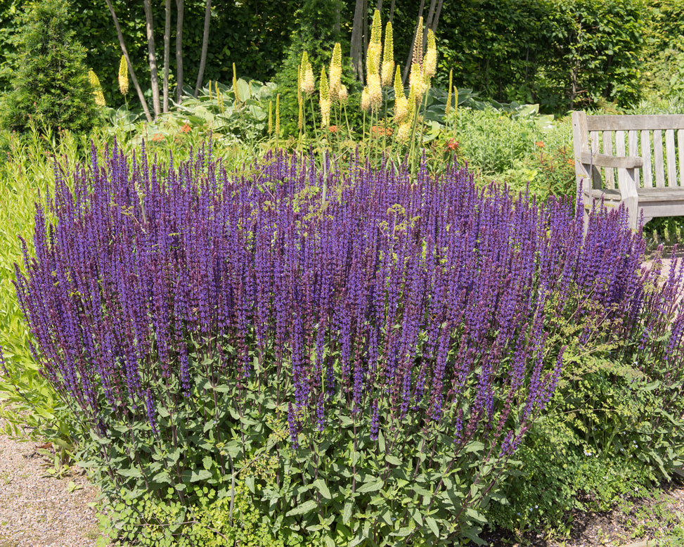 Salvia 'Caradonna'