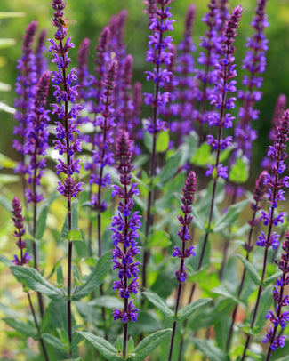 Salvia 'Caradonna' Salvia 'Caradonna'