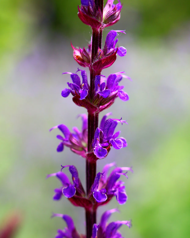 Salvia 'Caradonna'