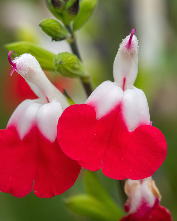 Salvia 'Hot Lips'