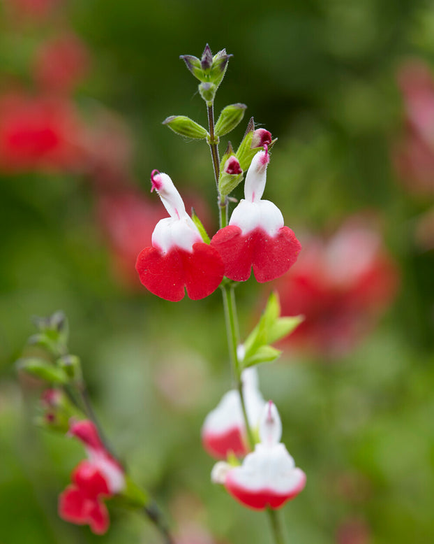 Salvia 'Hot Lips'