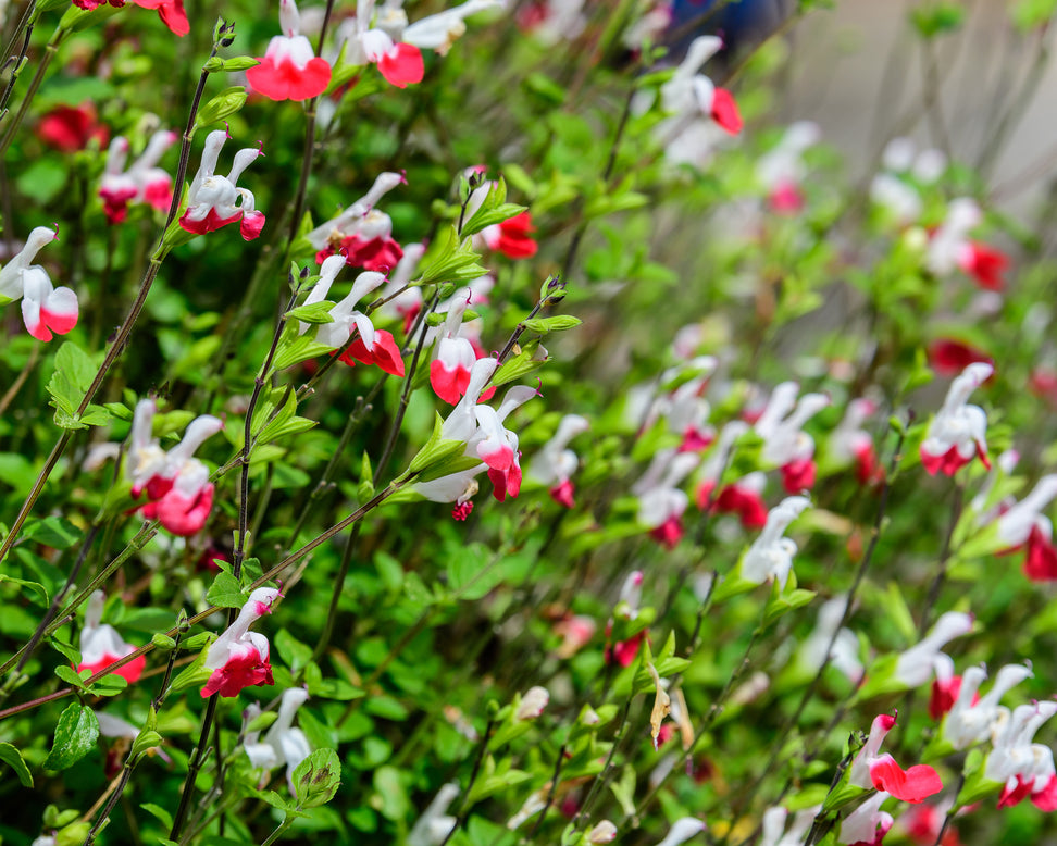Salvia 'Hot Lips'