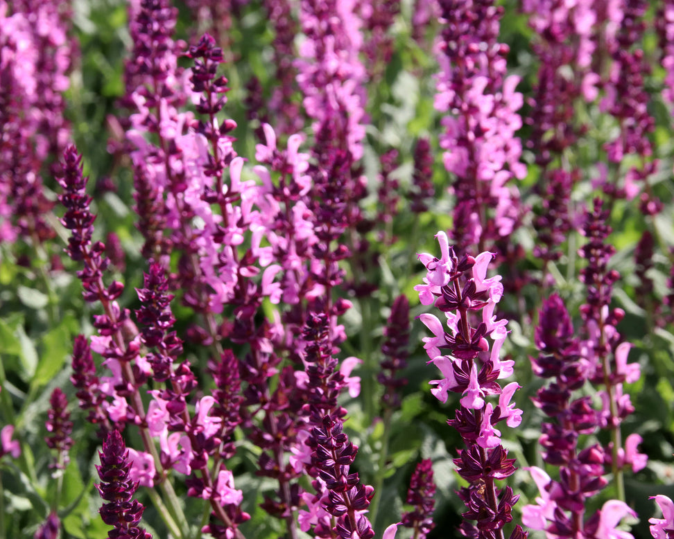 Salvia 'Pink Beauty'