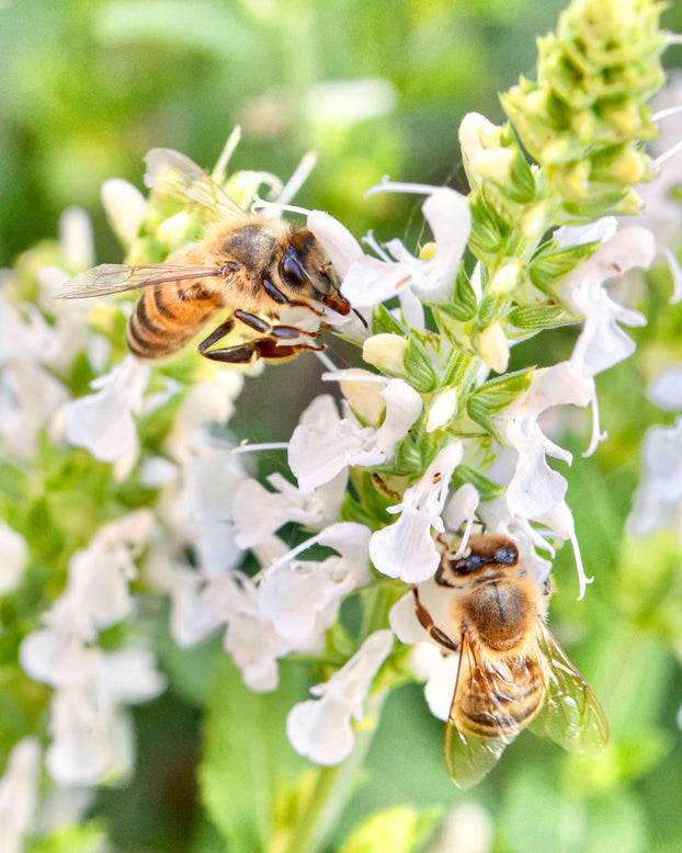 Salvia 'Schneehügel'