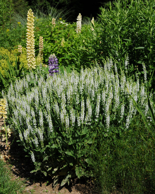 Salvia 'Schneehügel'
