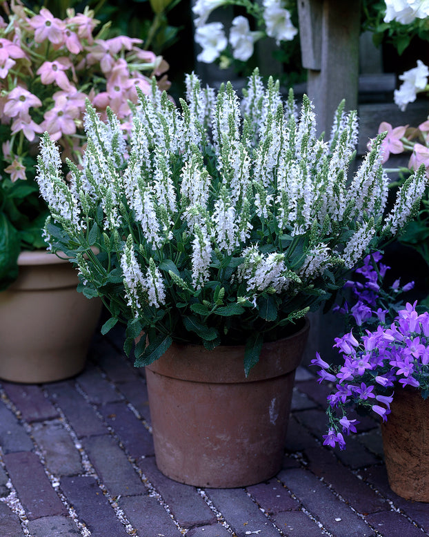 Salvia 'Schneehügel'