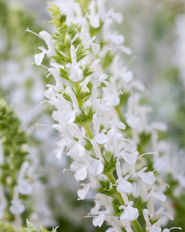 Salvia 'Schneehügel'