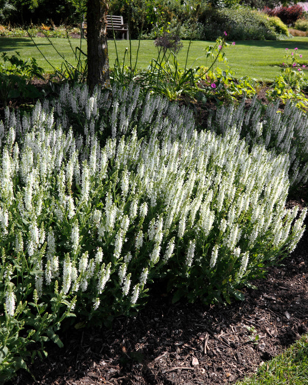 Salvia 'Schneehügel'