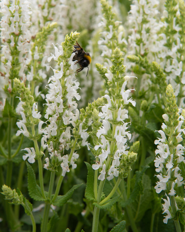 Salvia 'Schneehügel'