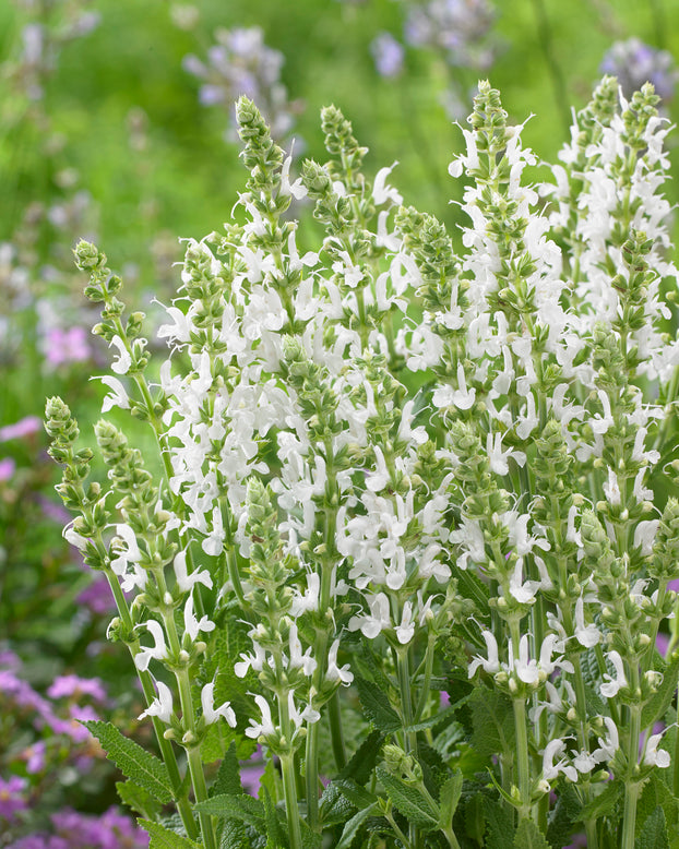 Salvia 'Schneehügel'