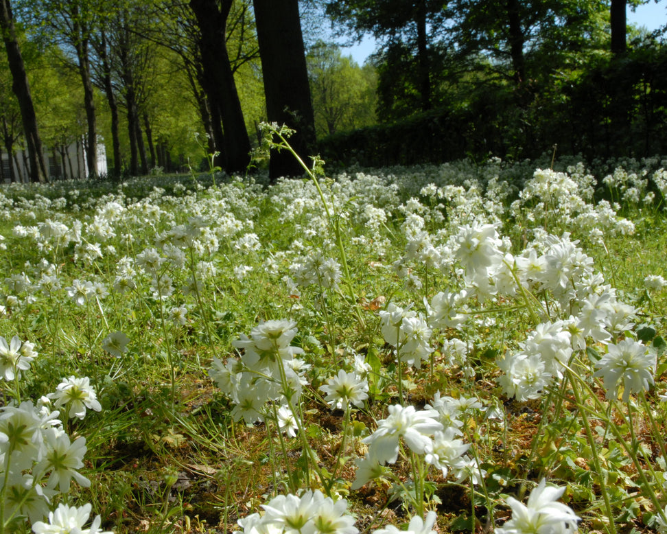 Saxifraga granulata 'Flore Pleno'