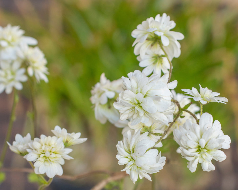 Saxifraga granulata 'Flore Pleno'