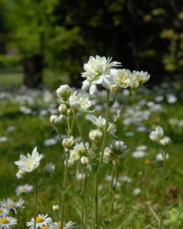Saxifraga granulata 'Flore Pleno'