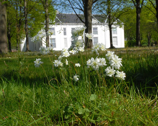 Saxifraga granulata 'Flore Pleno' Saxifraga granulata 'Flore Pleno'