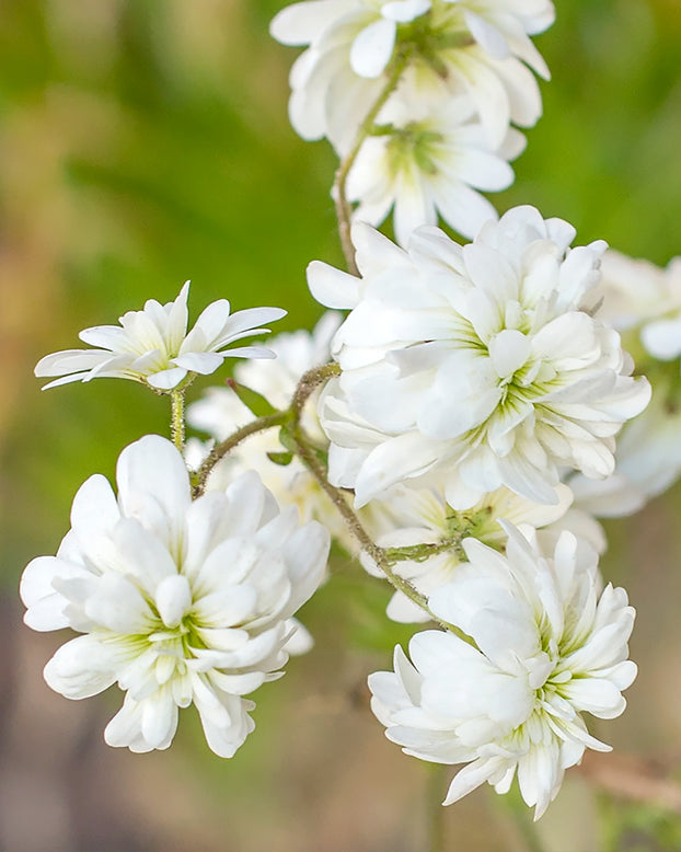 Saxifraga granulata 'Flore Pleno'