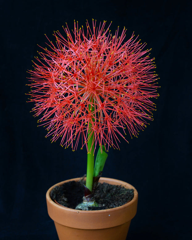 Scadoxus multiflorus