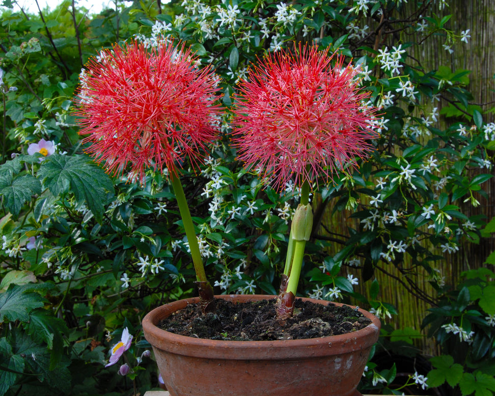 Scadoxus multiflorus