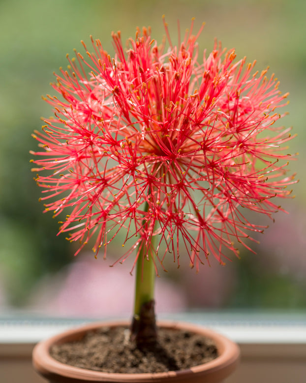 Scadoxus multiflorus