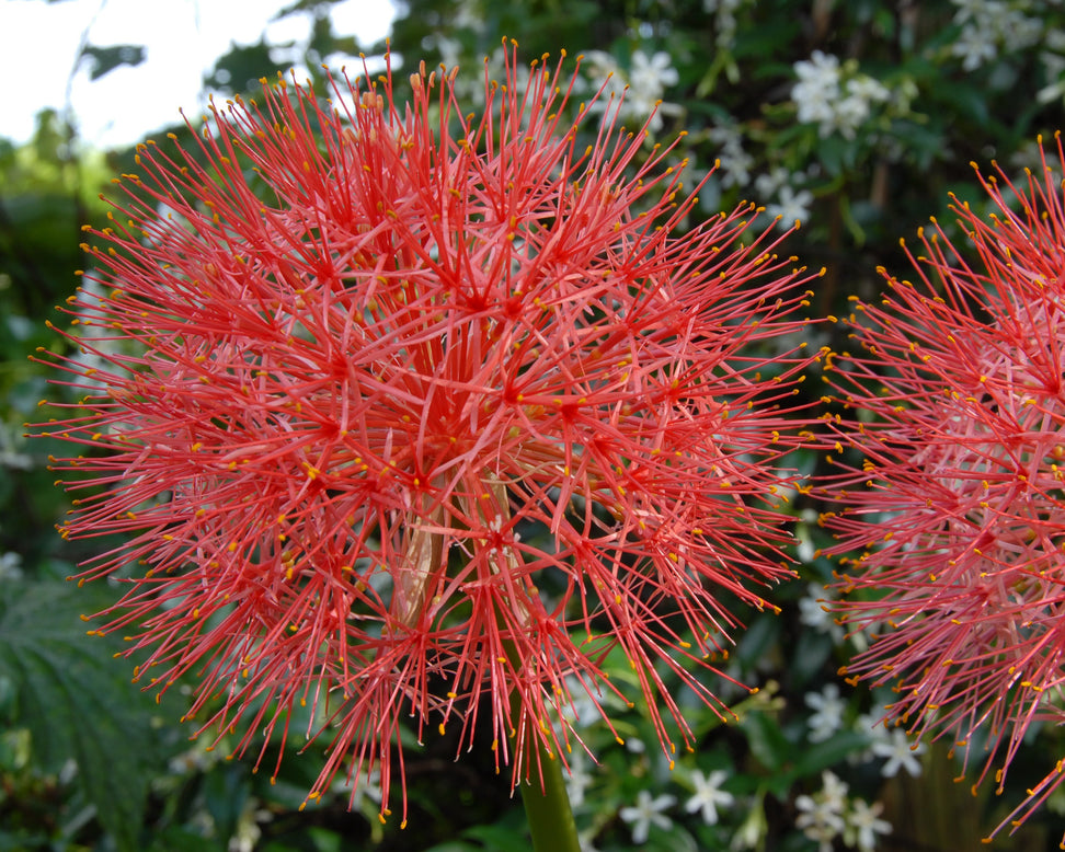 Scadoxus multiflorus