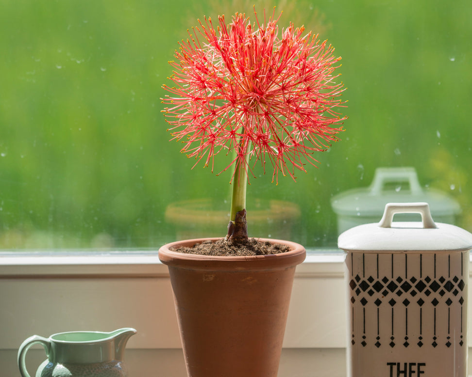Scadoxus multiflorus