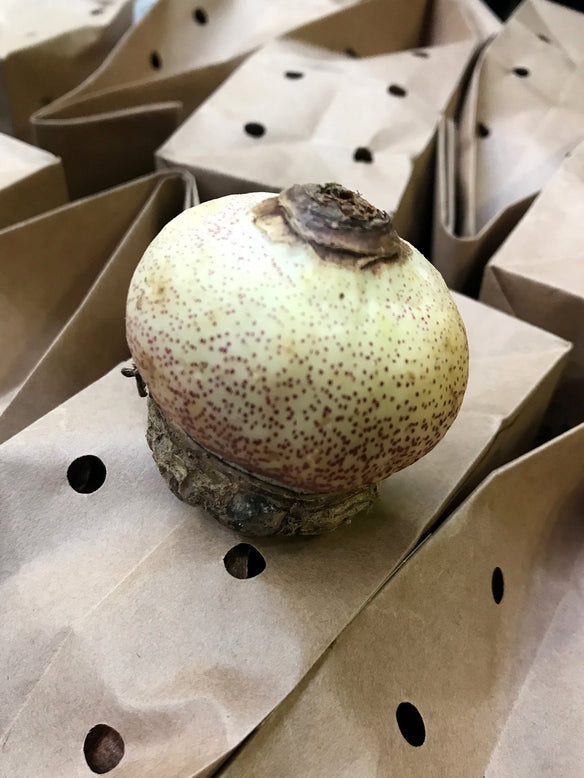 Scadoxus multiflorus