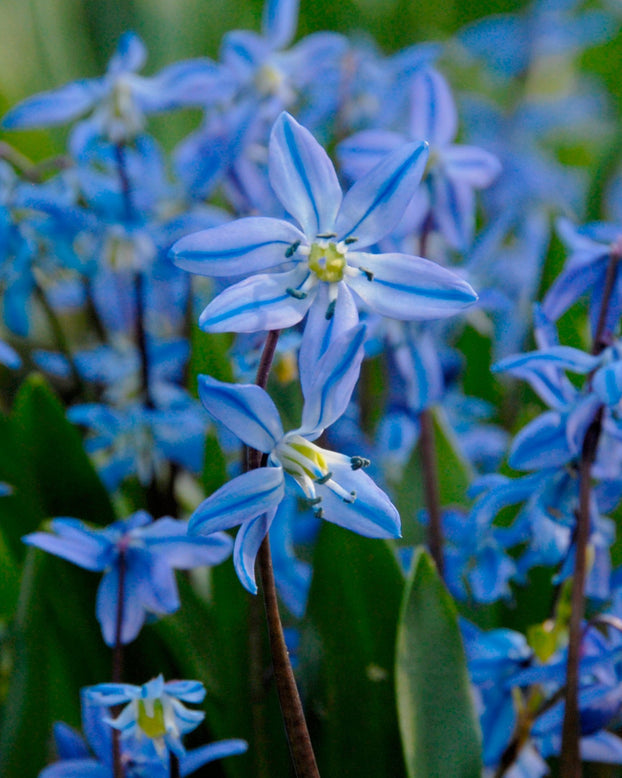 Scilla siberica