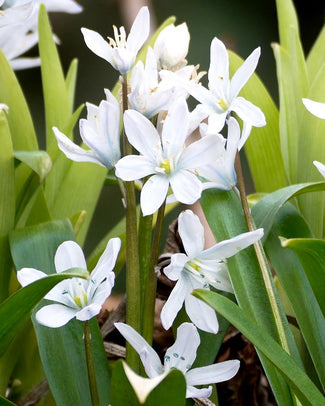 Scilla 'Alba' Scilla 'Alba'