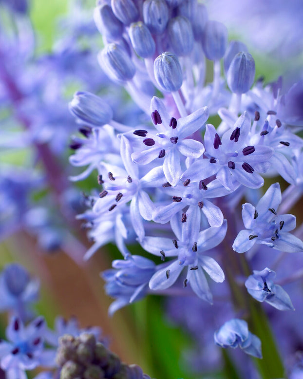 Scilla litardierei