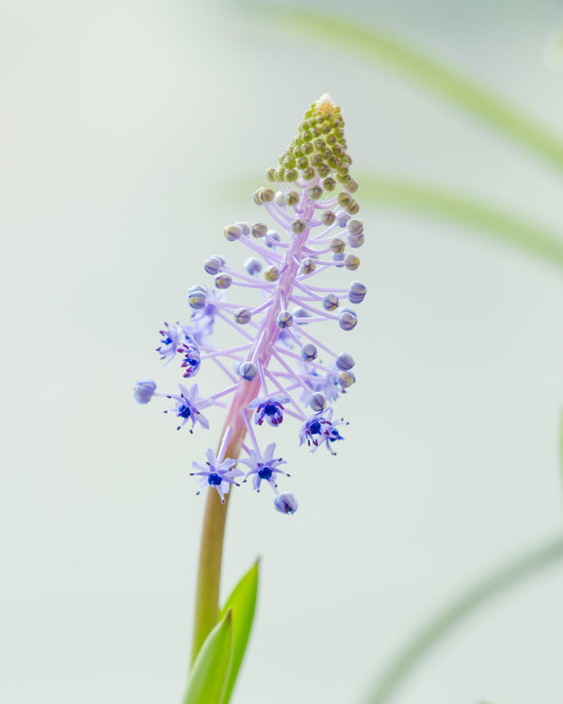 Scilla madeirensis