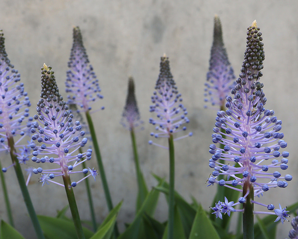 Scilla madeirensis