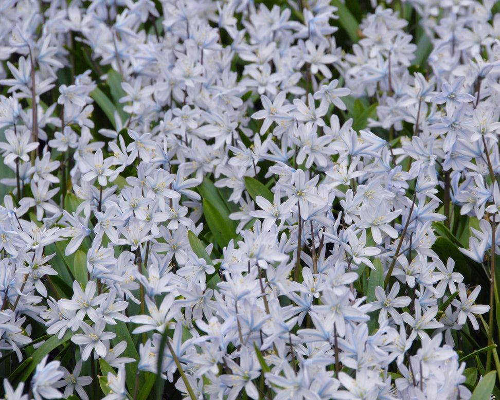 Scilla 'Tubergeniana'