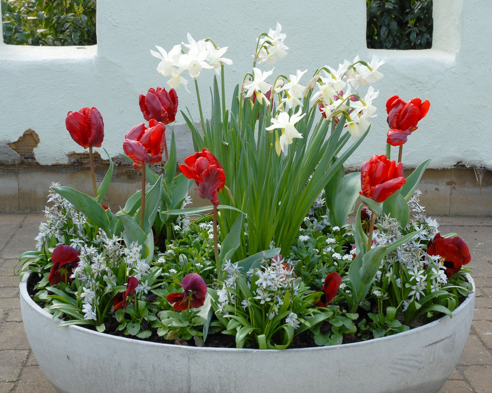 Scilla 'Tubergeniana'