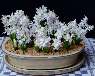 Scilla 'Tubergeniana' Scilla 'Tubergeniana'