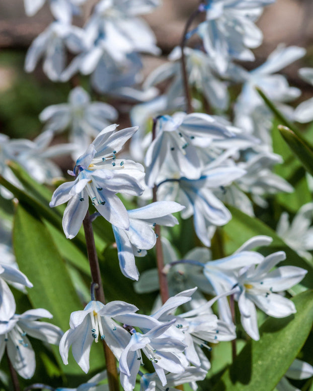 Scilla 'Tubergeniana'