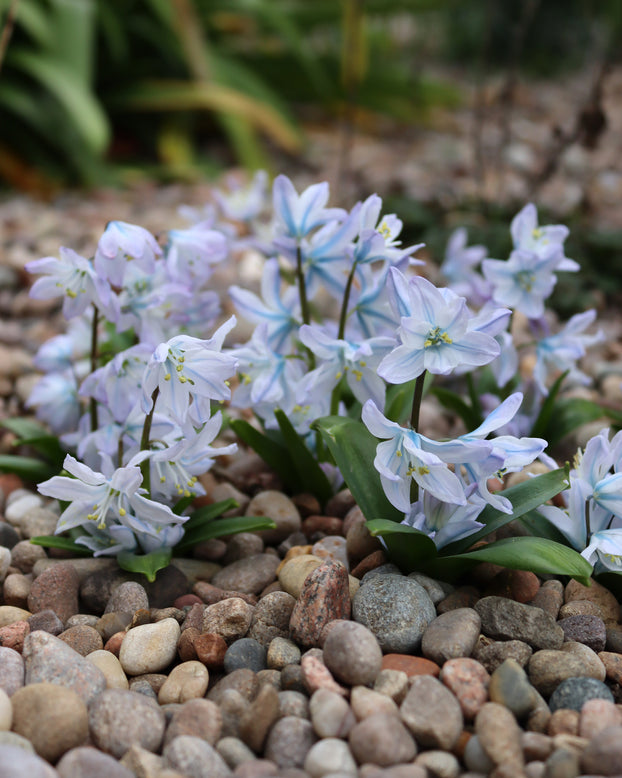 Scilla 'Tubergeniana'