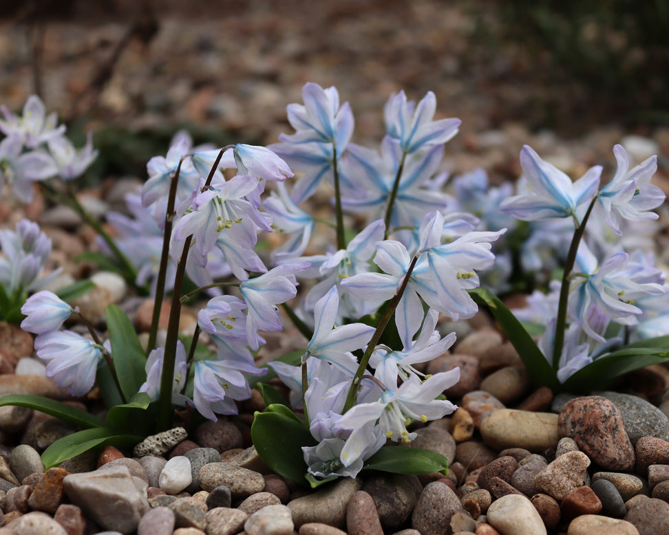 Scilla 'Tubergeniana'